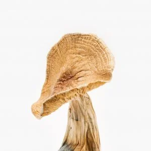 African Transkei Magic Mushroom