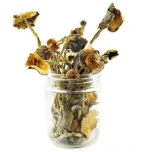 Amazonian Magic Mushrooms