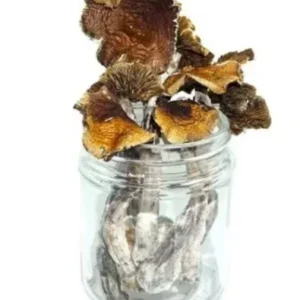 Aztec Magic Mushroom – Psilocybe Aztecorum