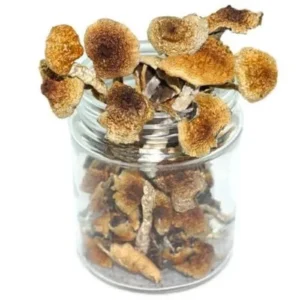 Cambodian Magic Mushrooms